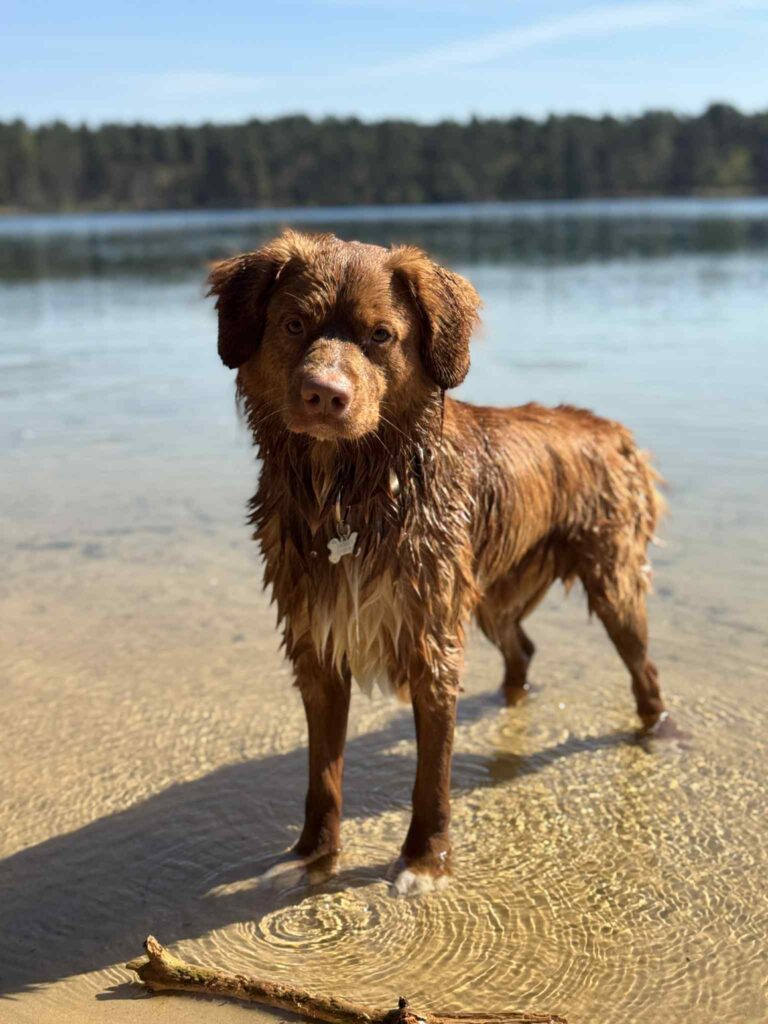 Over mij | KIMO hondengedrag - gedragstherapeut Ilke 3cd42367 469f 4126 807f 3f9e803e7be0